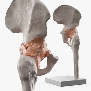 3D Hip Joint Rigged for Maya