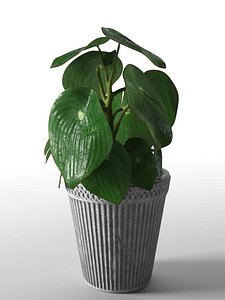 3D peperomia plant pot model