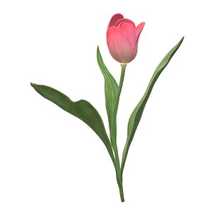 3D tulip