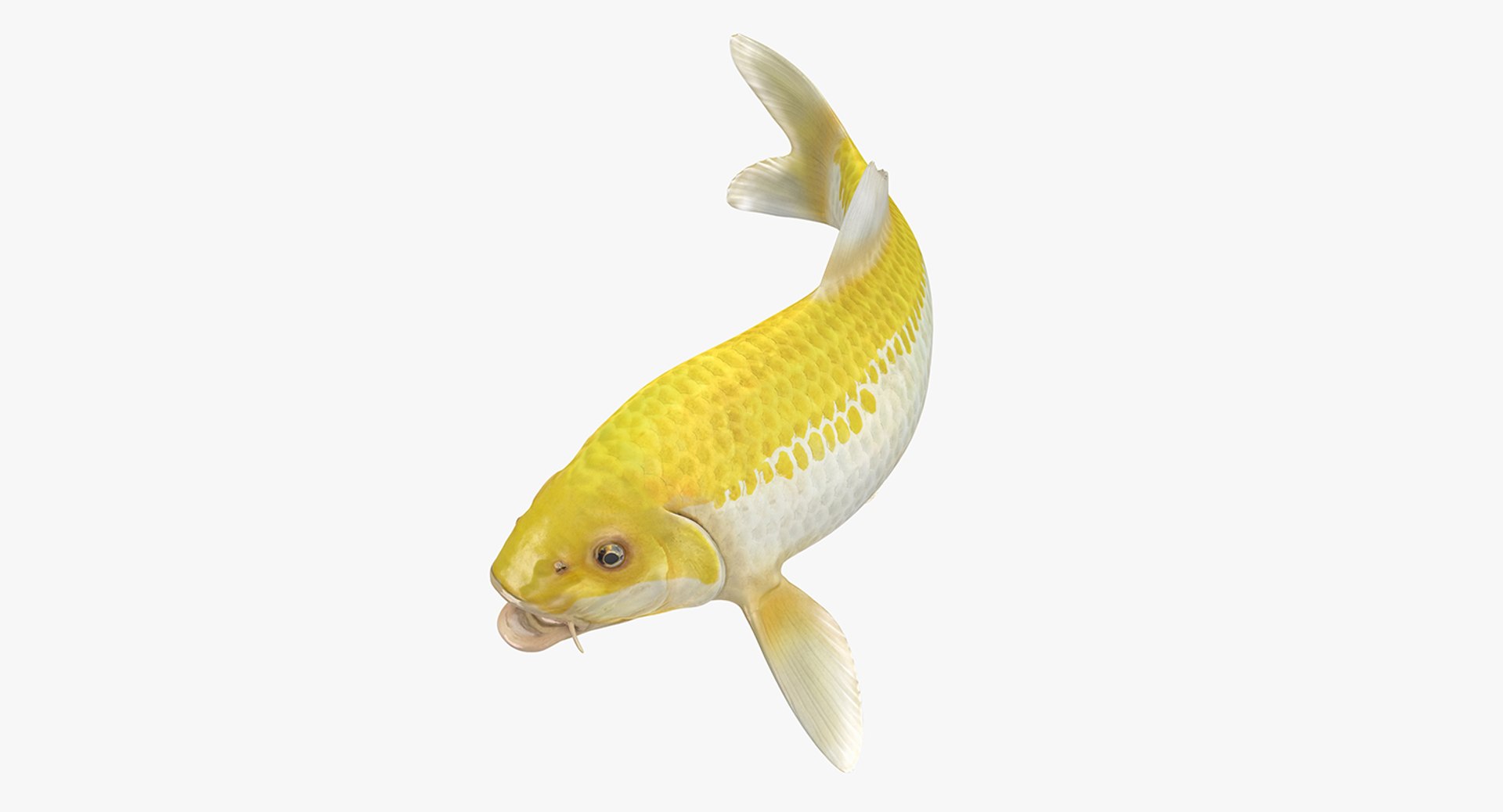 Yellow Koi Ogon Fish Rigged 3D model preview
