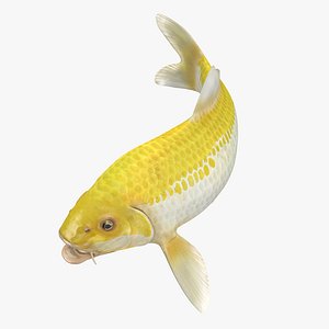 3D model yellow koi ogon fish