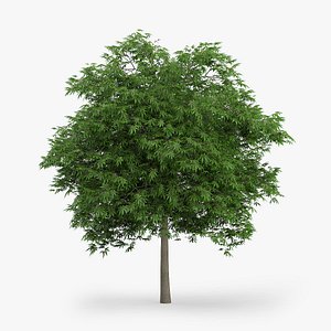 Japanese Maple Tree 5.8m
