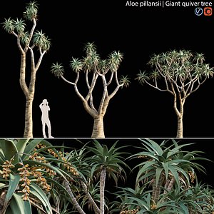 Aloe pillansii 01 3D model