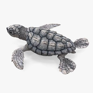 3D Baby Sea Turtle Gray Rigged for Cinema 4D