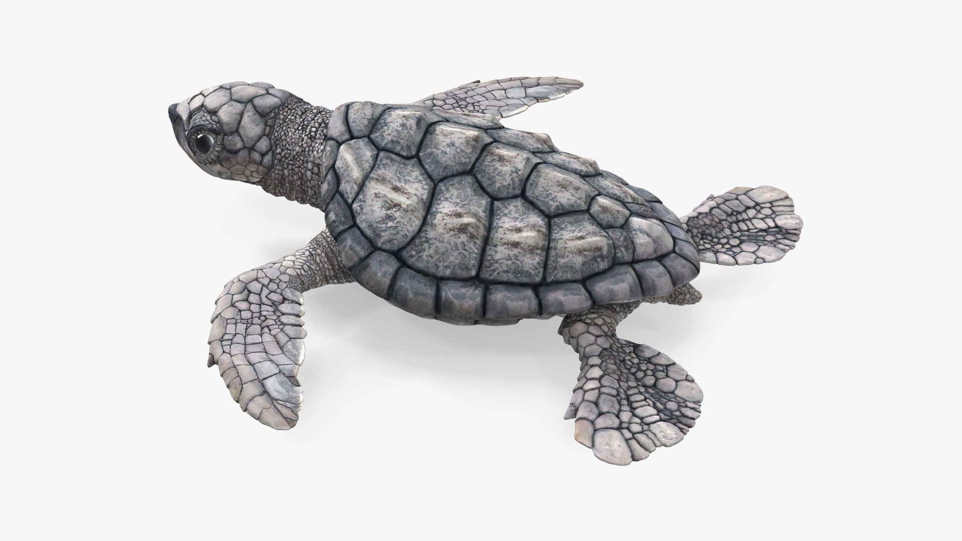 Baby Sea Turtle Gray Rigged for Cinema 4D 3D model preview