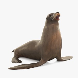 California Sea Lion / Rigged
