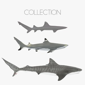 3d model of oceanic whitetip shark rigged