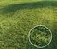 3D mowed lawn grass model