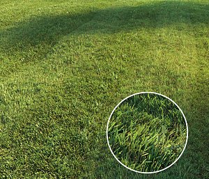 Mowed lawn
