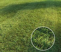 Mowed lawn