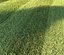 3D mowed lawn grass model