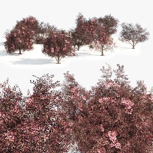 Rigged flowering plant elderberry 3D