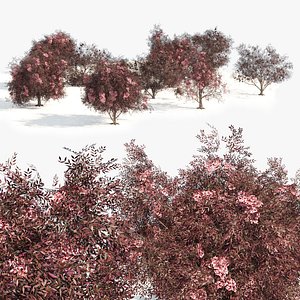 Rigged flowering plant elderberry