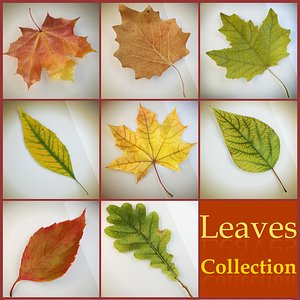 Collection of Autumn leaves