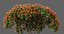 XfrogPlants Japanese Azalea - Rhododendron Japonicum 3D model