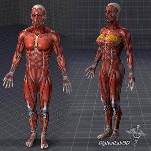human male female muscular 3d model