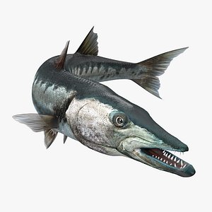 Barracuda Fish Rigged
