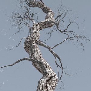 max leaf season tree