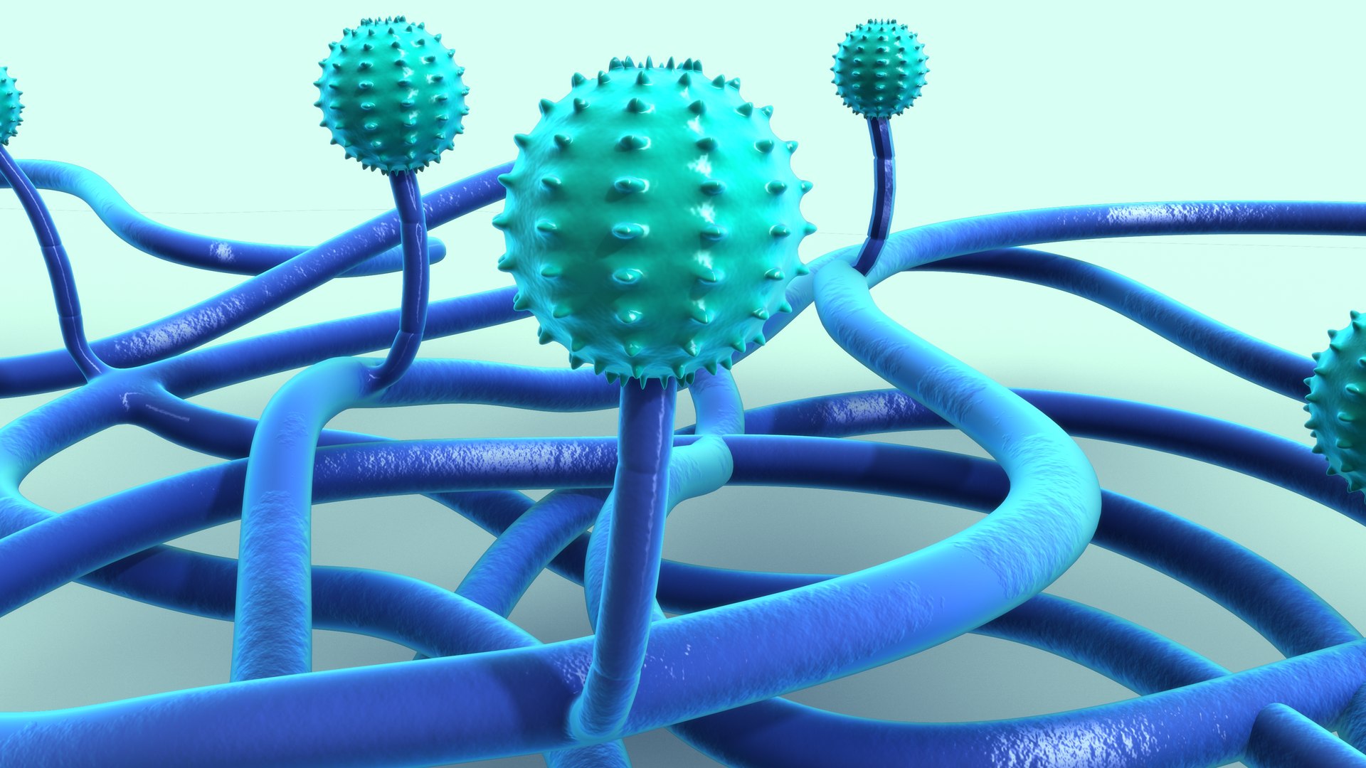 Penicillium 3D https://p.turbosquid.com/ts-thumb/lW/vwOKFz/jy/pennicillium_0003/jpg/1700028012/1920x1080/fit_q87/10fdddc41b34b416c543ee4edf2fab47563a09cf/pennicillium_0003.jpg