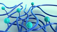 Penicillium