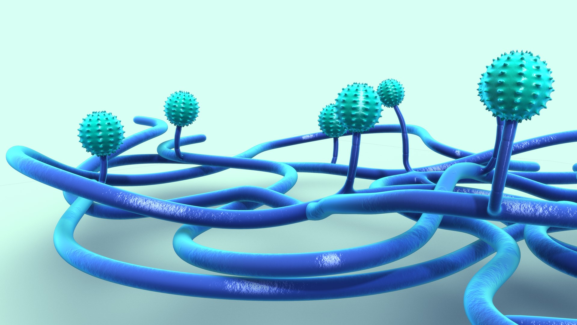 Penicillium 3D https://p.turbosquid.com/ts-thumb/lW/vwOKFz/w0/pennicillium_0006/jpg/1700028250/1920x1080/fit_q87/a20c71029cf0eb23a5a3508caae1439cac67261a/pennicillium_0006.jpg