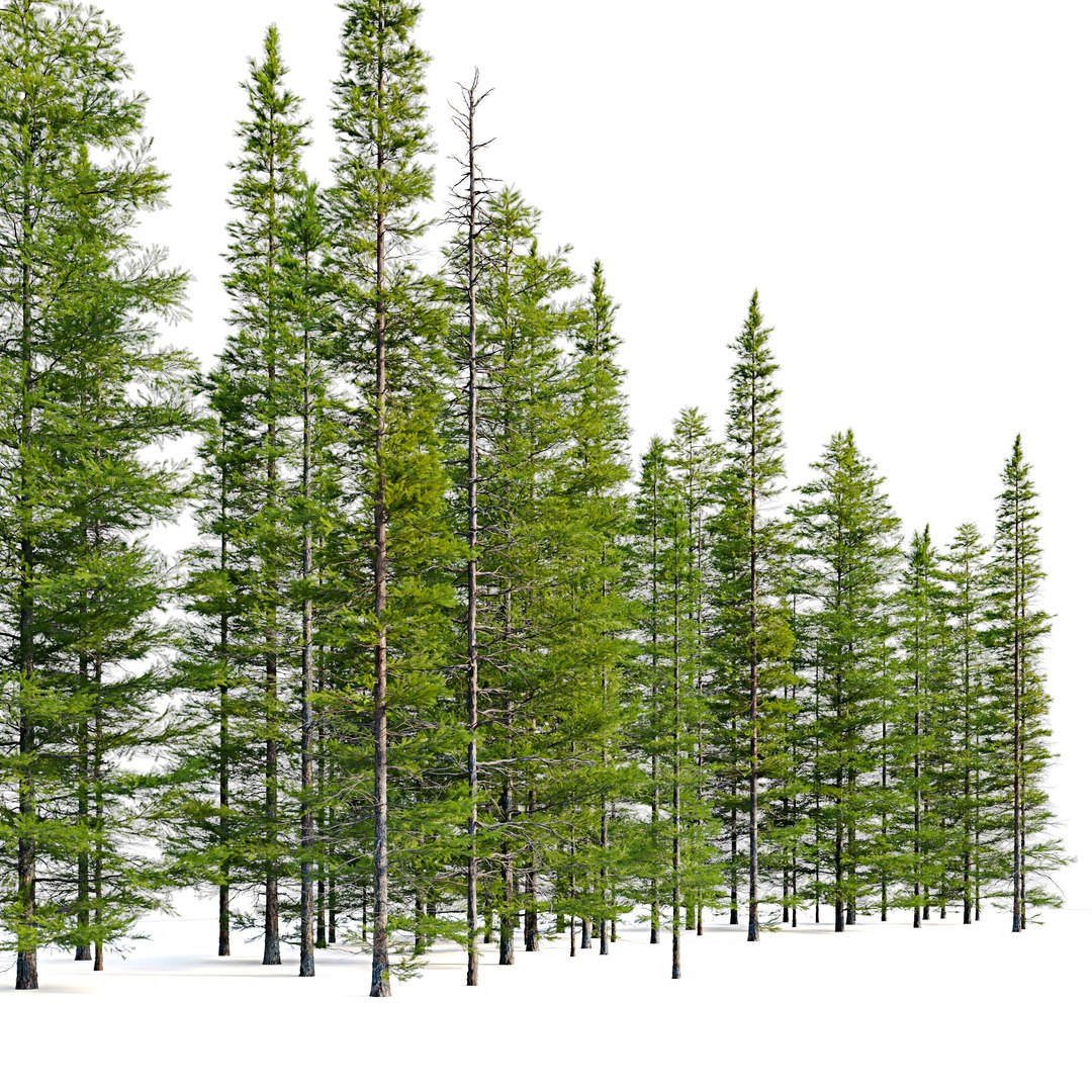 Fir Tree 05 3D Model - TurboSquid 1958788
