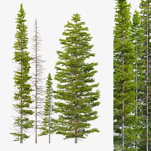 Fir tree 05