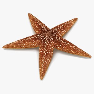 Starfish Marine Creature Rigged 3D model