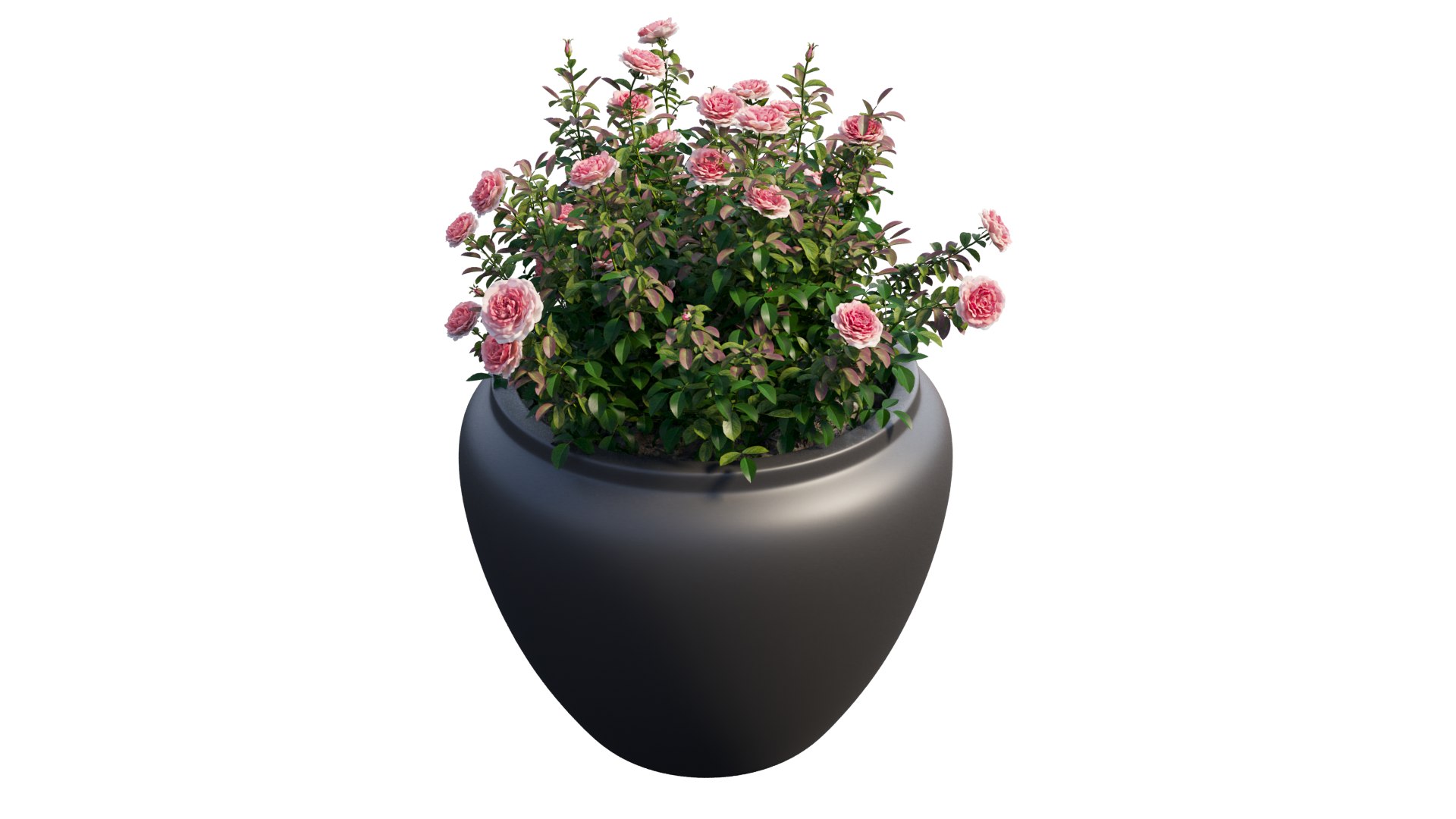 3D Model Rose Plant In Pot - TurboSquid 1728098