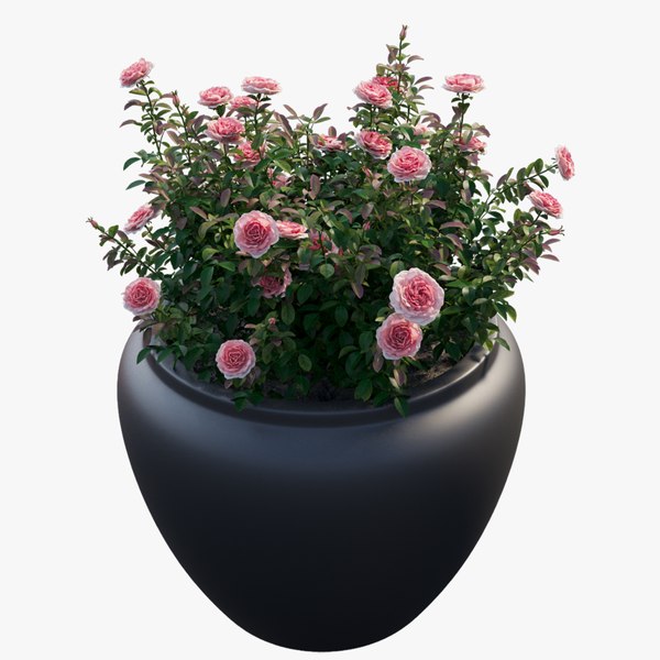 modelo 3d Planta de rosa en maceta - TurboSquid 1728098