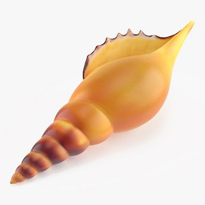 Realistic Sea Shell