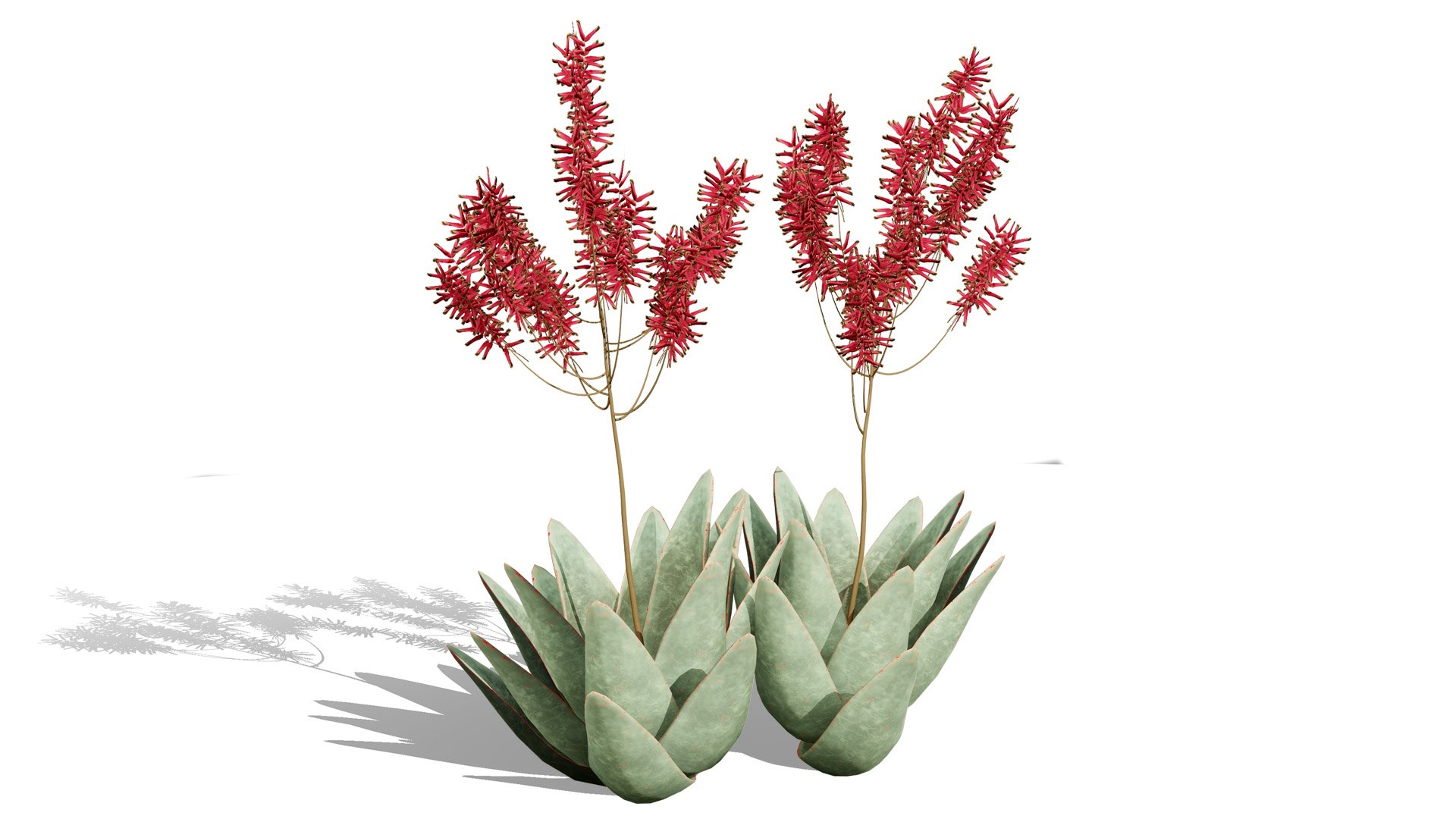 3D Coral Aloe 3D Model https://p.turbosquid.com/ts-thumb/lX/NDLMxy/04/3l/jpg/1746479685/1920x1080/fit_q87/c3a70cc93a2654c9822cb2b22d86531e0b9ac7b9/3l.jpg