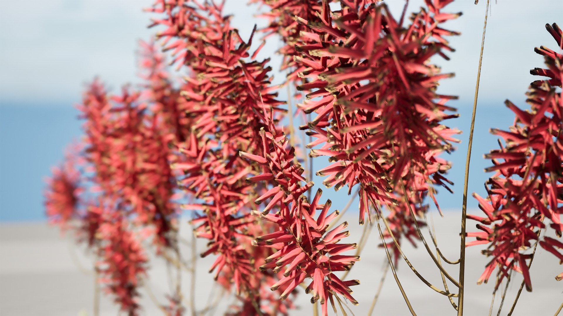3D Coral Aloe 3D Model https://p.turbosquid.com/ts-thumb/lX/NDLMxy/4L/highresscreenshot00002/jpg/1746479688/1920x1080/fit_q87/d58c7a7bb3a02f1cc756f71992bc2a9d50eeffee/highresscreenshot00002.jpg
