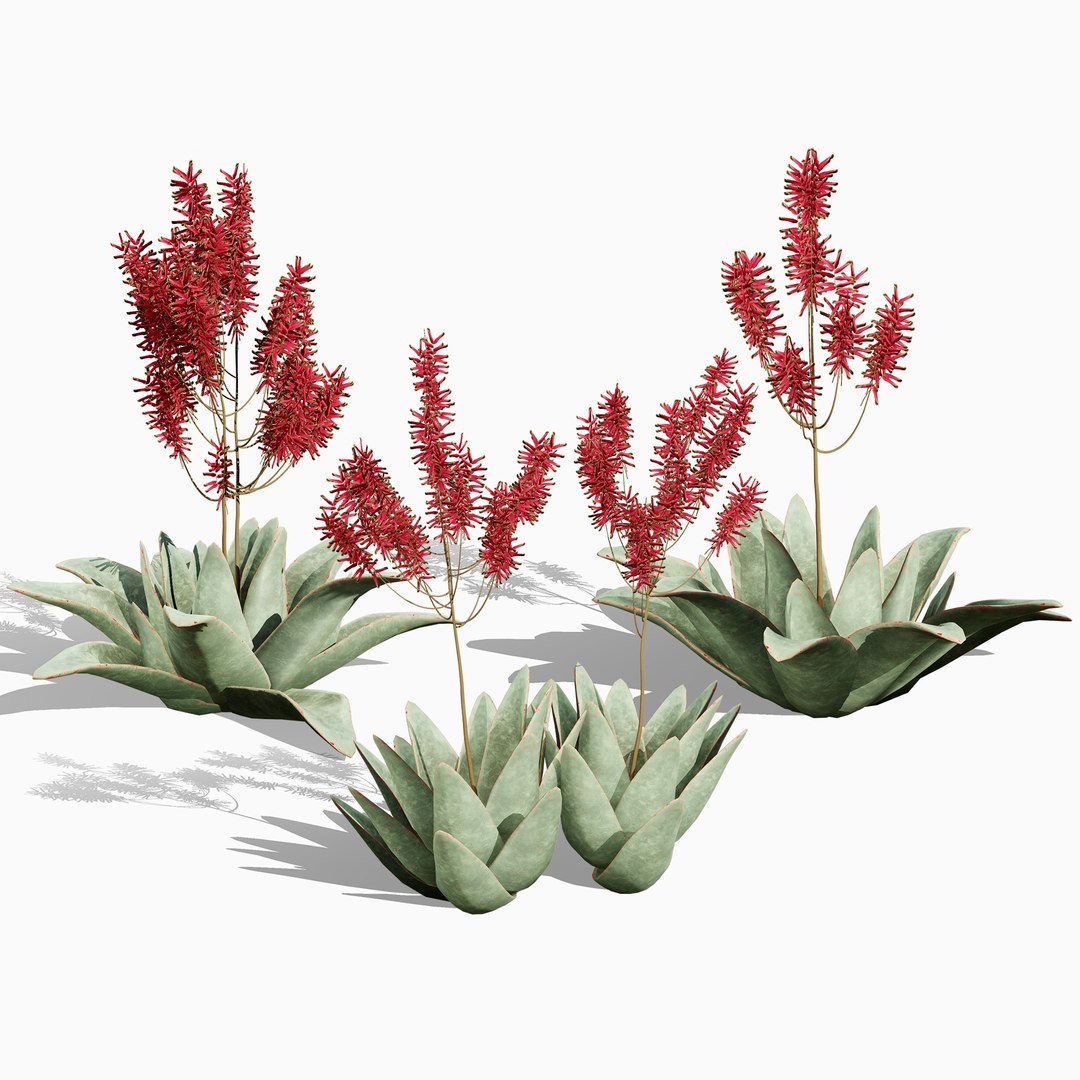 3D Coral Aloe 3D Model https://p.turbosquid.com/ts-thumb/lX/NDLMxy/GA/000searchcover/jpg/1746479682/1920x1080/fit_q87/405ae350a07c21fa8ed1f18d5c9f19a05fc15dad/000searchcover.jpg