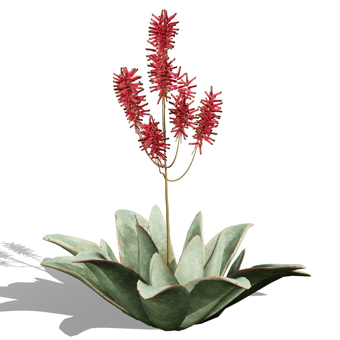 3D Coral Aloe 3D Model https://p.turbosquid.com/ts-thumb/lX/NDLMxy/GW/zz1/jpg/1746479690/1920x1080/fit_q87/6434951b2cb172b0a7e5691900dce3a9157c6b11/zz1.jpg