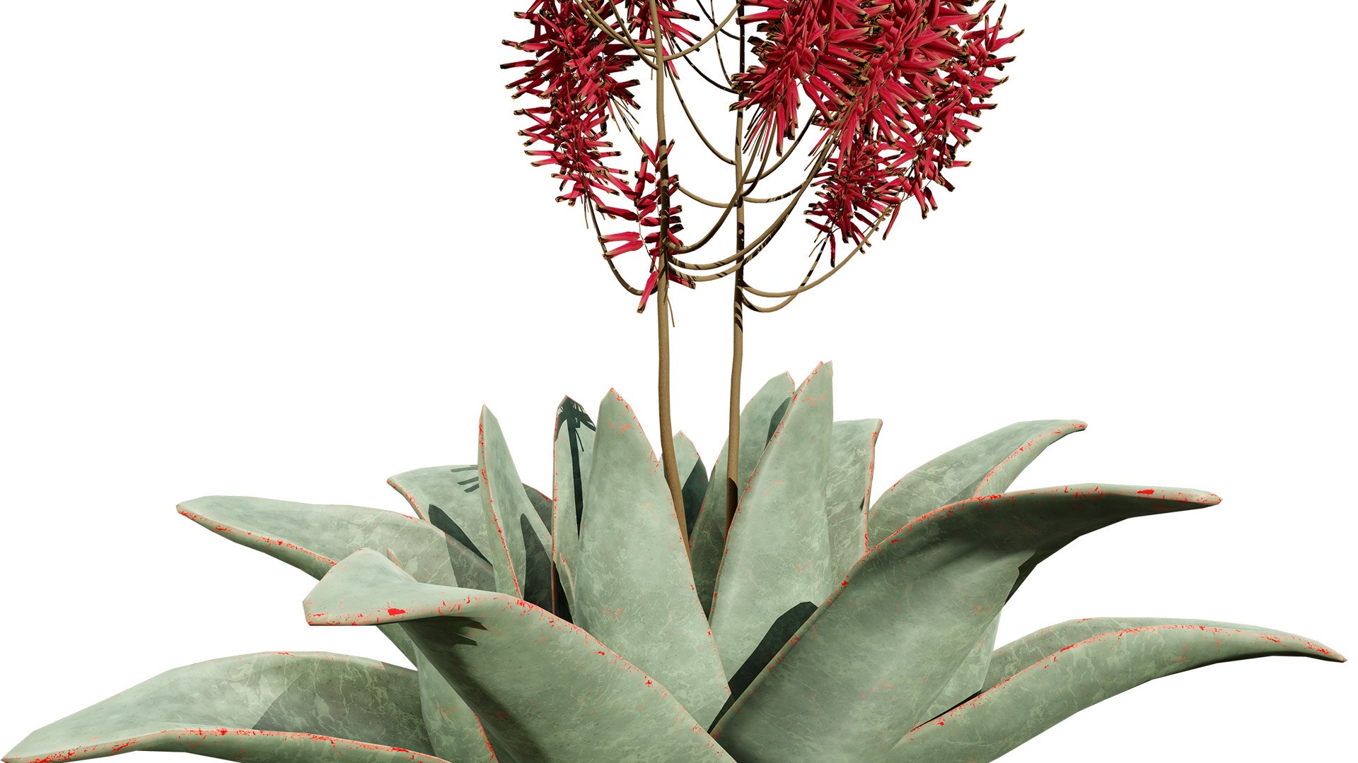 3D Coral Aloe 3D Model https://p.turbosquid.com/ts-thumb/lX/NDLMxy/I7/2z2l/jpg/1746479684/1920x1080/fit_q87/3678a526554ea52326c07c616e576865a9da9f51/2z2l.jpg