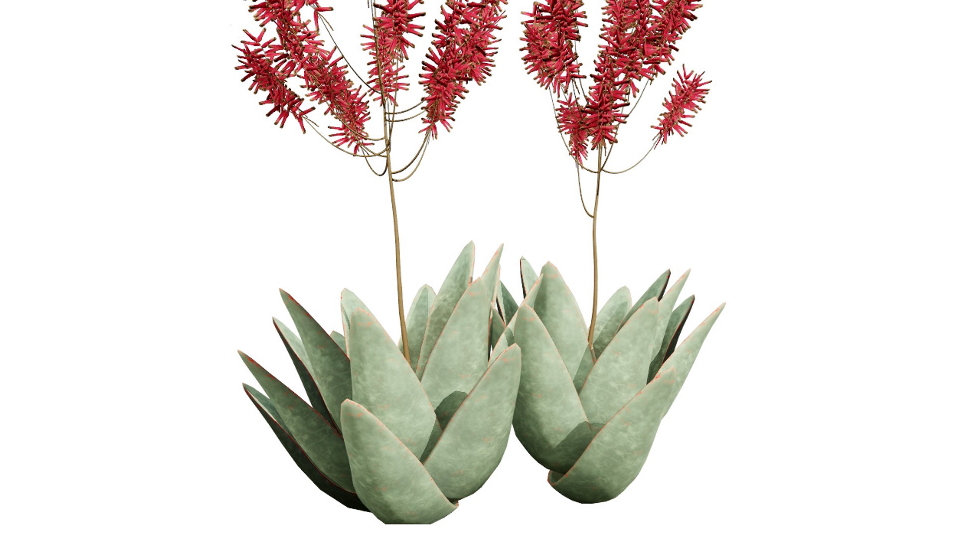 3D Coral Aloe 3D Model https://p.turbosquid.com/ts-thumb/lX/NDLMxy/K8/3z6l/jpg/1746479685/1920x1080/fit_q87/9e5725f8ff5665a382016b63c1a01a0870f9885b/3z6l.jpg