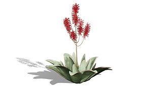 3D Coral Aloe 3D Model