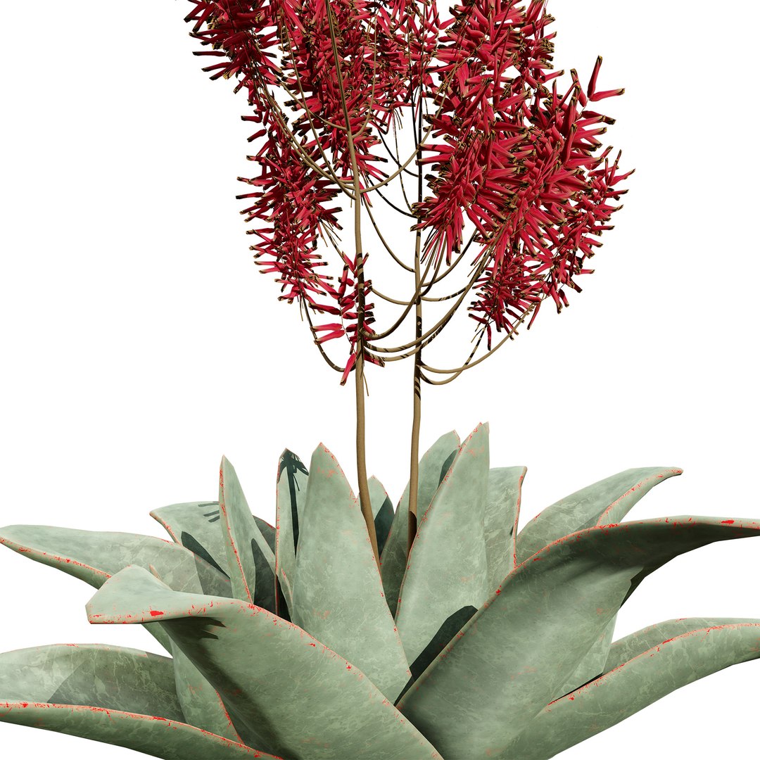 3D Coral Aloe 3D Model https://p.turbosquid.com/ts-thumb/lX/NDLMxy/Lo/zzz2z2/jpg/1746479691/1920x1080/fit_q87/42934fc61accb03dcf1994eafce57c823d812a49/zzz2z2.jpg