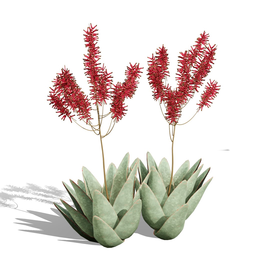 3D Coral Aloe 3D Model https://p.turbosquid.com/ts-thumb/lX/NDLMxy/Ov/zzz3/jpg/1746479692/1920x1080/fit_q87/1871fcbbc3f37ae490f15c543ec614cf5ff93f9f/zzz3.jpg
