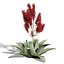 Modèle 3D d'aloès corail