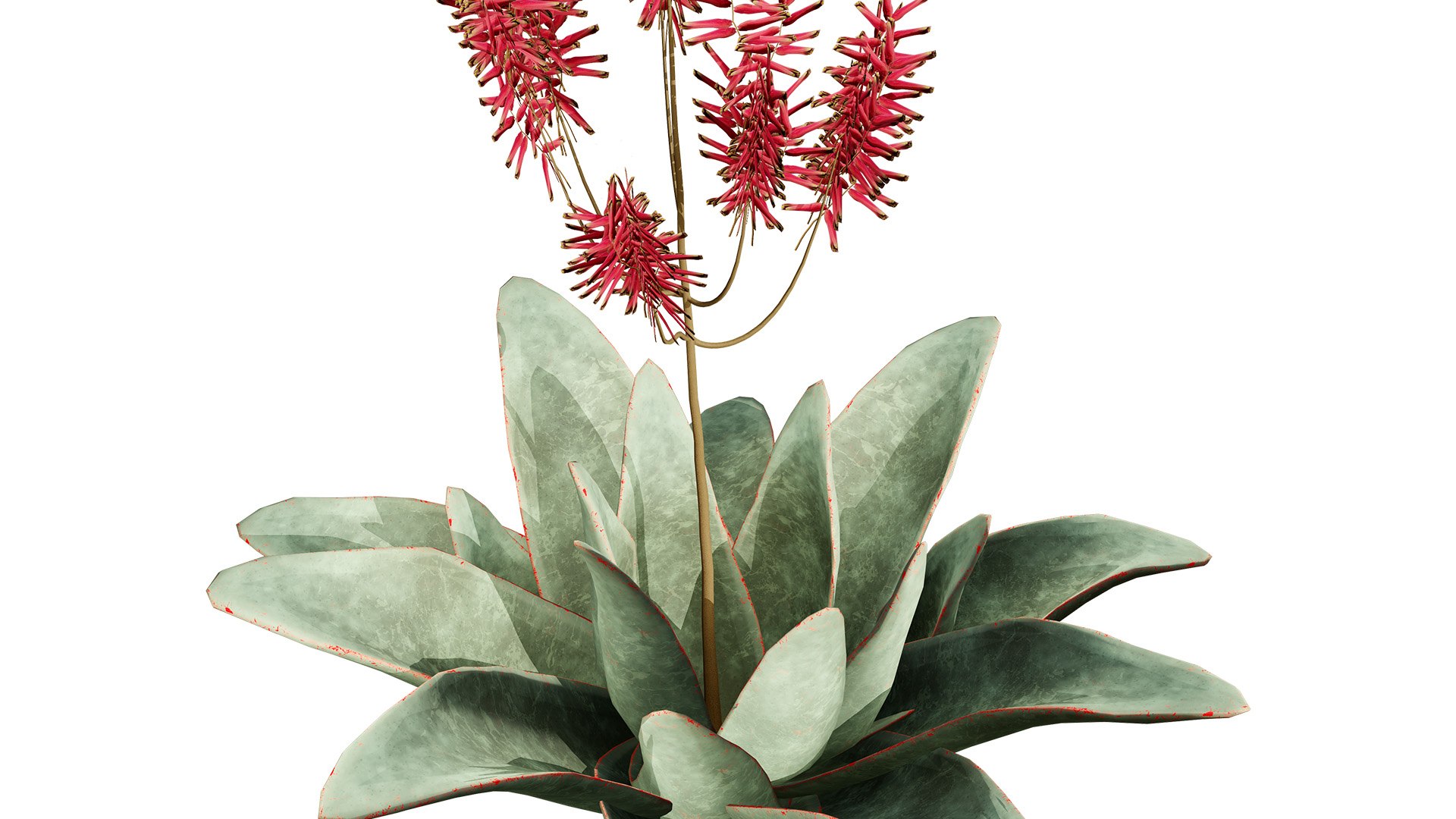 3D Coral Aloe 3D Model https://p.turbosquid.com/ts-thumb/lX/NDLMxy/a0/1z1l/jpg/1746479684/1920x1080/fit_q87/89fbd8d34c62298c8854d6dc21d833d260e6796b/1z1l.jpg
