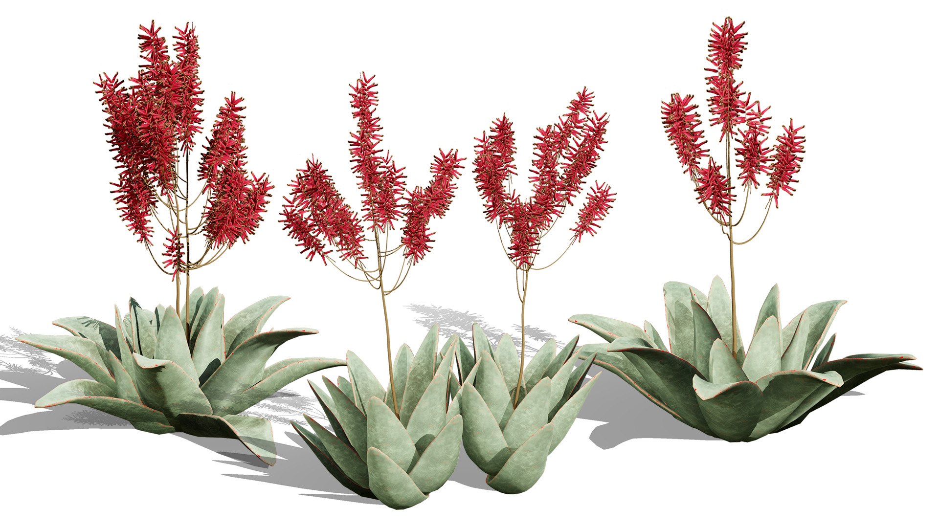 3D Coral Aloe 3D Model https://p.turbosquid.com/ts-thumb/lX/NDLMxy/ed/zartcover/jpg/1746479688/1920x1080/fit_q87/4e6fad431502d741a9be65ee2273d3f4067ca7bc/zartcover.jpg