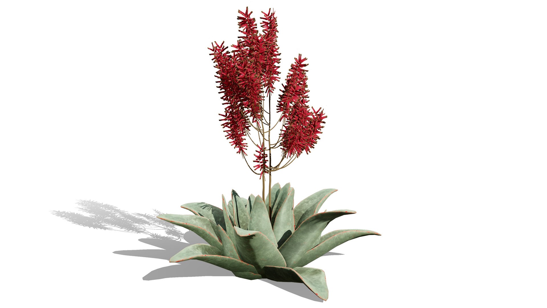 3D Coral Aloe 3D Model https://p.turbosquid.com/ts-thumb/lX/NDLMxy/hR/2l/jpg/1746479684/1920x1080/fit_q87/23e9171c2fc89c20db9b690596d288756ad93964/2l.jpg