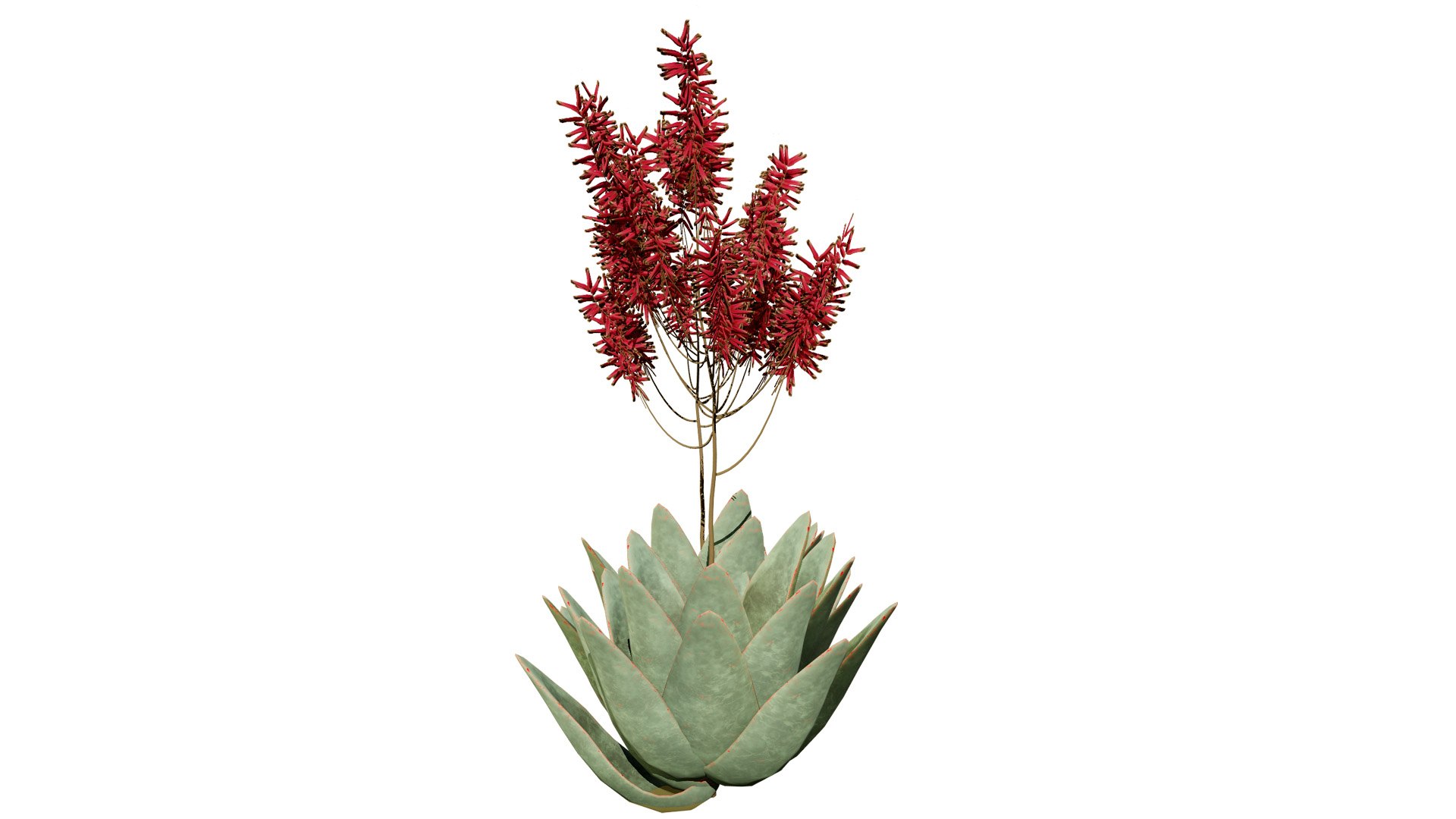 3D Coral Aloe 3D Model https://p.turbosquid.com/ts-thumb/lX/NDLMxy/sS/3sl/jpg/1746479685/1920x1080/fit_q87/4c7885a11871399d4eab083918a281ccfbd181c9/3sl.jpg