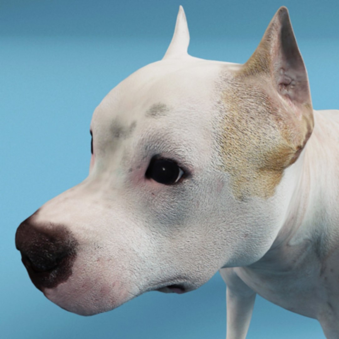 dogs cats 3d model https://p.turbosquid.com/ts-thumb/lX/bUJldX/3OOoK2nB/dogs_and_cats_collection_32/jpg/1312910719/1920x1080/fit_q87/20a25fa0af908db47b36197a49ebb399b02e3ac1/dogs_and_cats_collection_32.jpg
