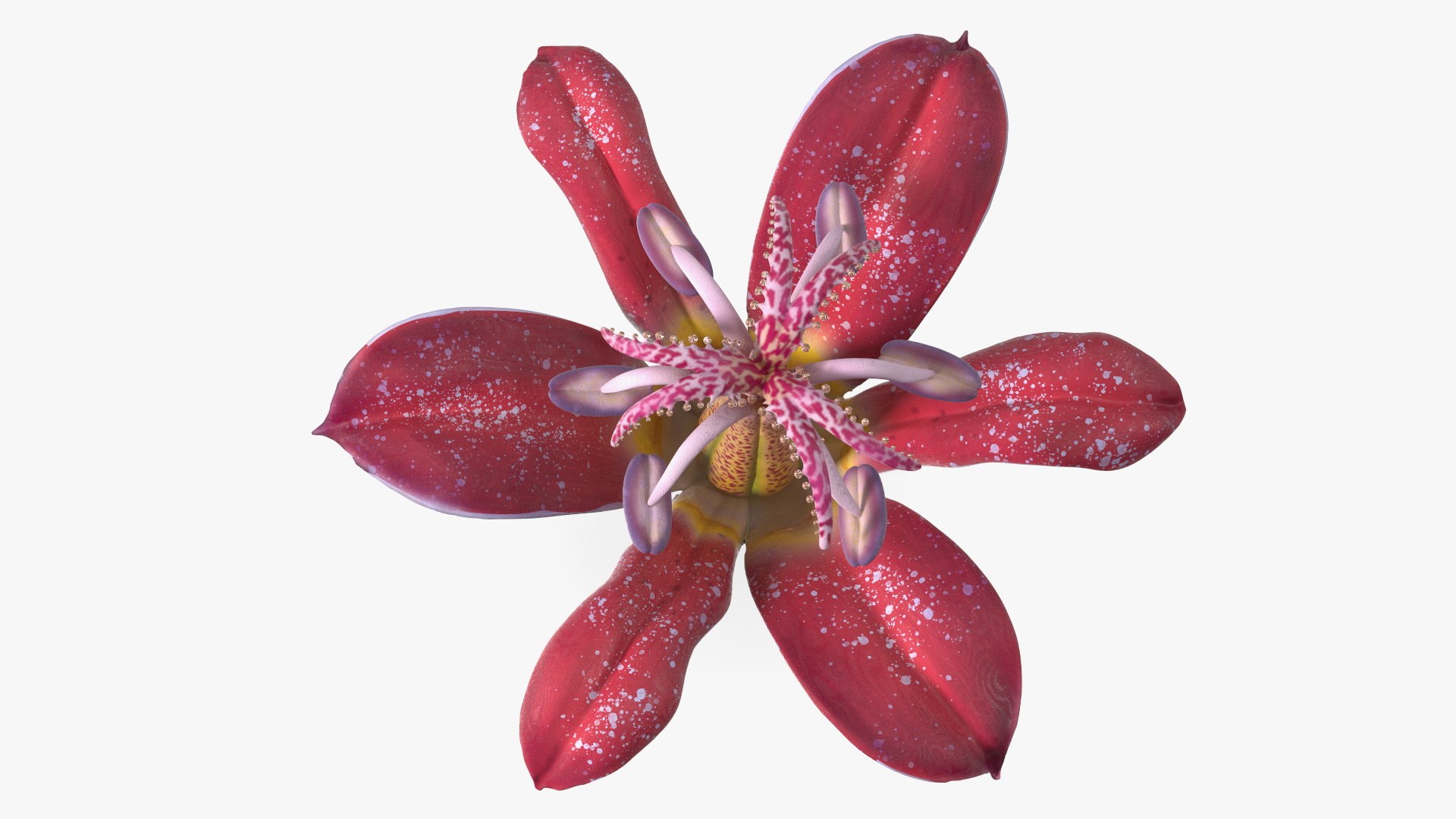 Tropical Red Tricyrtis Flower 3D model https://p.turbosquid.com/ts-thumb/lX/grAk0K/u1/tropical_red_tricyrtis_flower_007/jpg/1755131422/1920x1080/fit_q87/d8dbaea0e8d98b83a8a7a772bc7d484b97dd5e3f/tropical_red_tricyrtis_flower_007.jpg