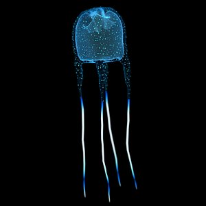 3D box jellyfish cubozoa
