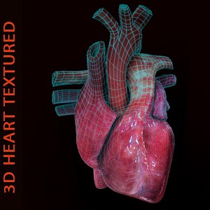 heart 3d model
