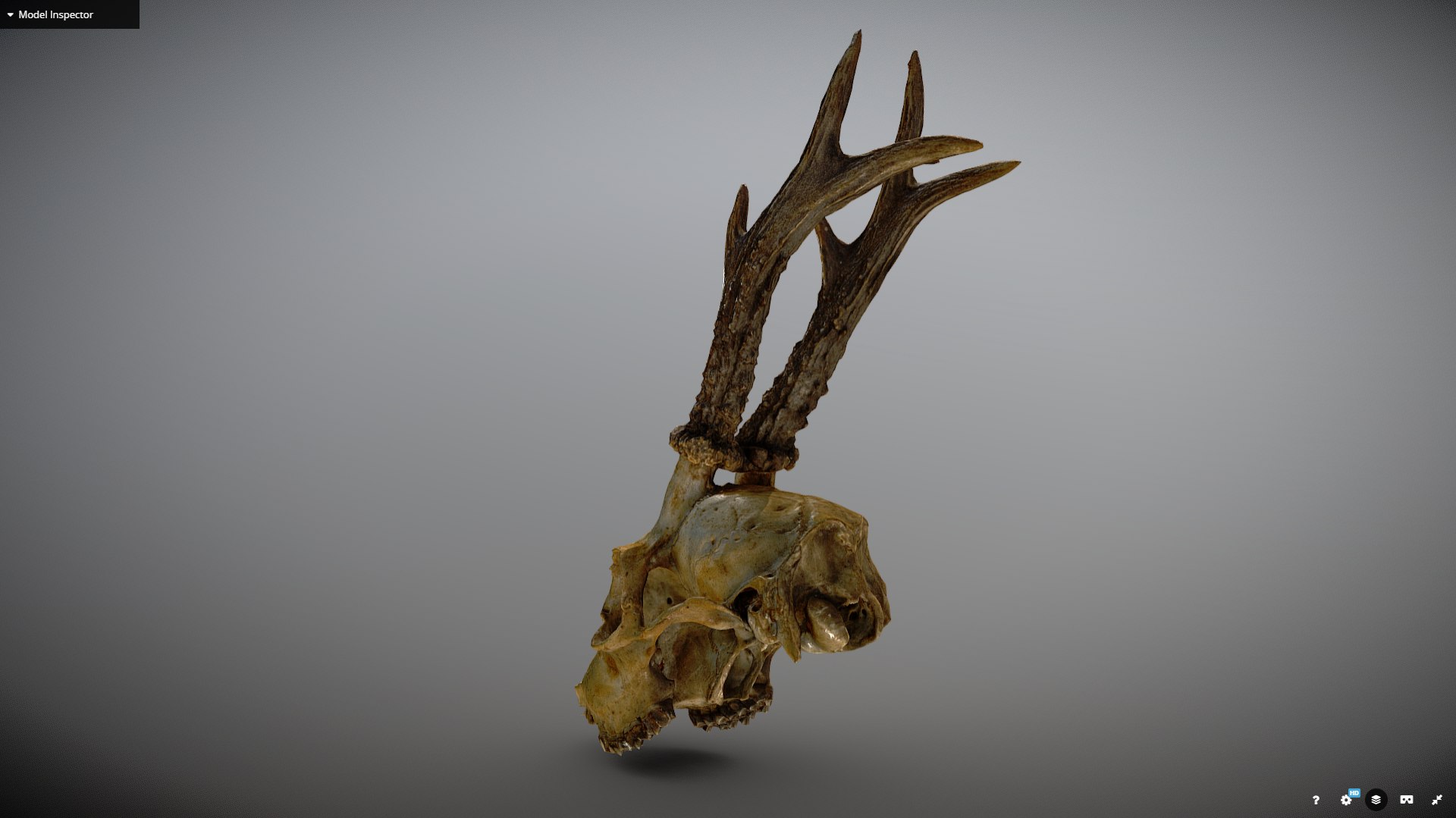 deer roe skull 3D https://p.turbosquid.com/ts-thumb/lX/pPiv5Q/DLl7z1is/final_preview4/png/1557072483/1920x1080/fit_q87/cb53facfca82baa0b5518e13e233f79d7cc88ba9/final_preview4.jpg